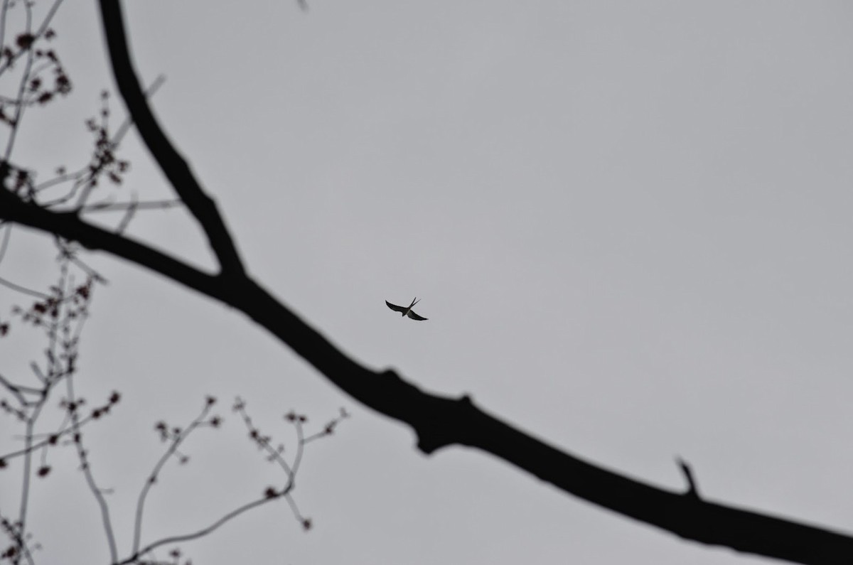Swallow-tailed Kite - ML38869811