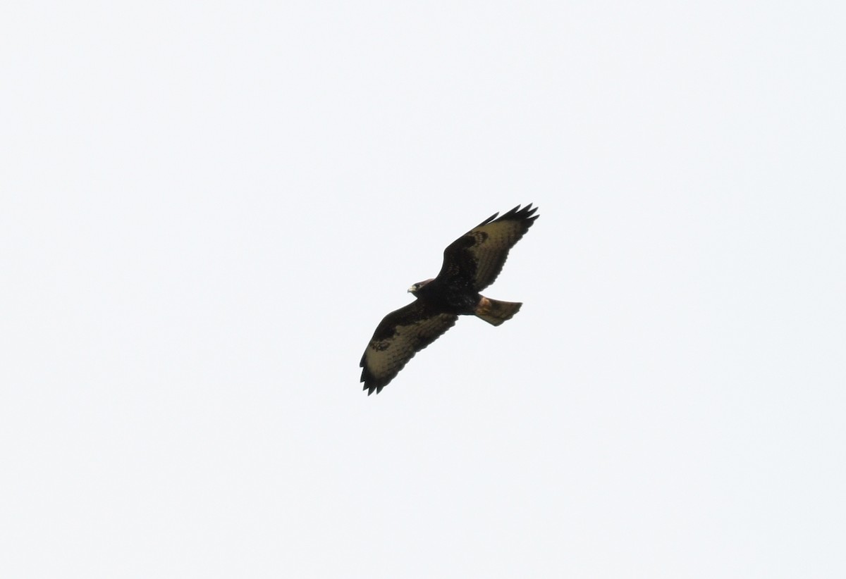 Short-tailed Hawk - Joshua Vandermeulen