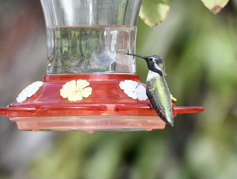 Costa's Hummingbird - ML388698551