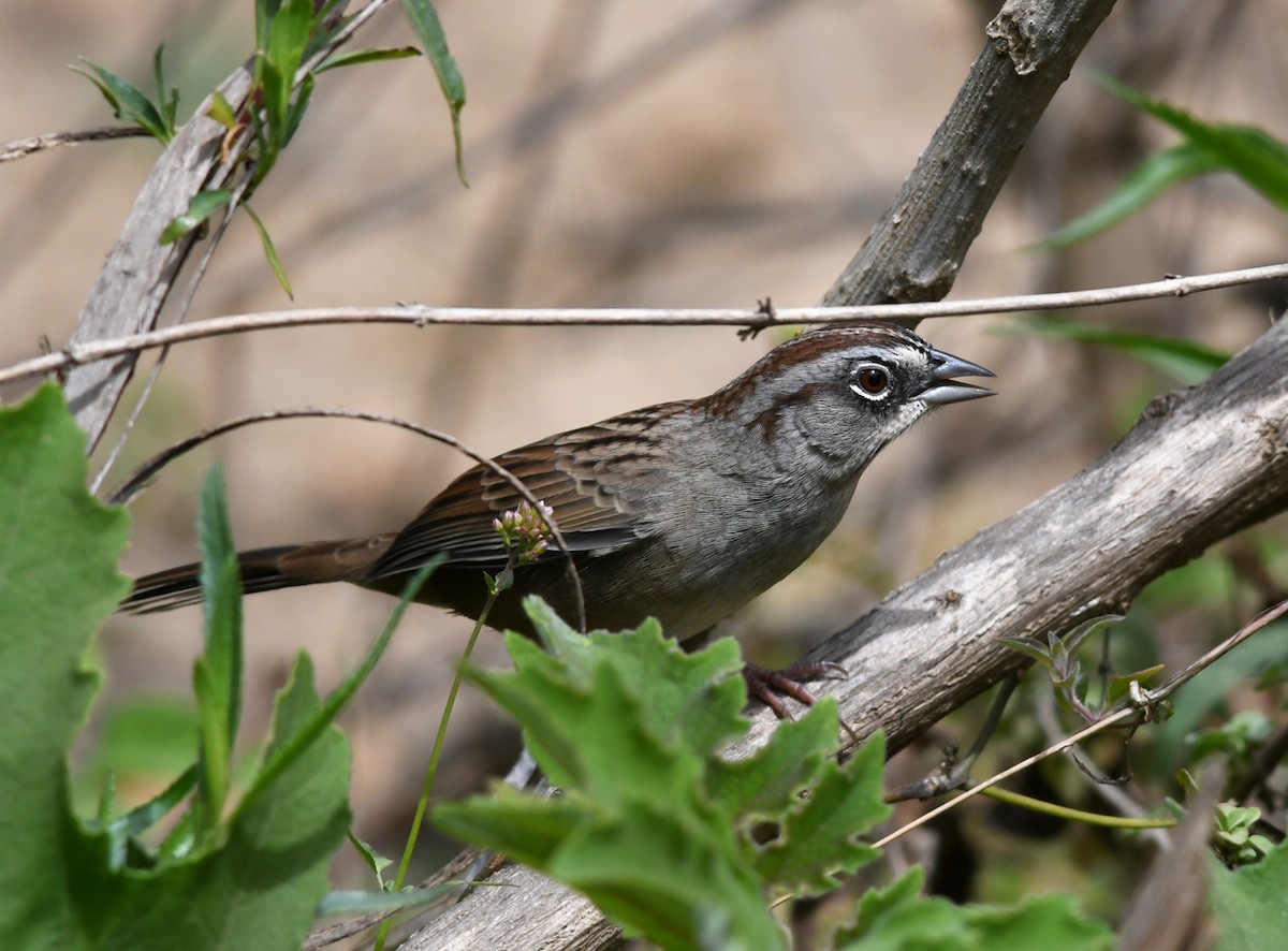 Oaxaca Sparrow - ML388698741