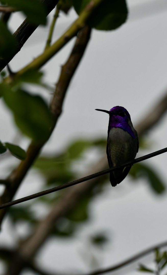 Costa's Hummingbird - ML388698951