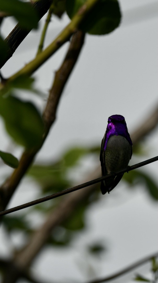 Costa's Hummingbird - ML388698971