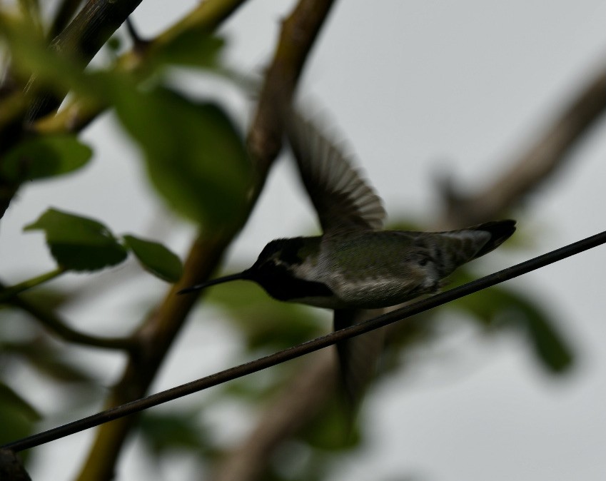 Costa's Hummingbird - ML388698991