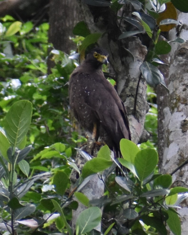 Crested Serpent-Eagle - ML388699211