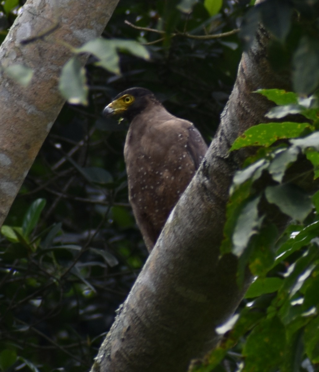 Crested Serpent-Eagle - ML388699231