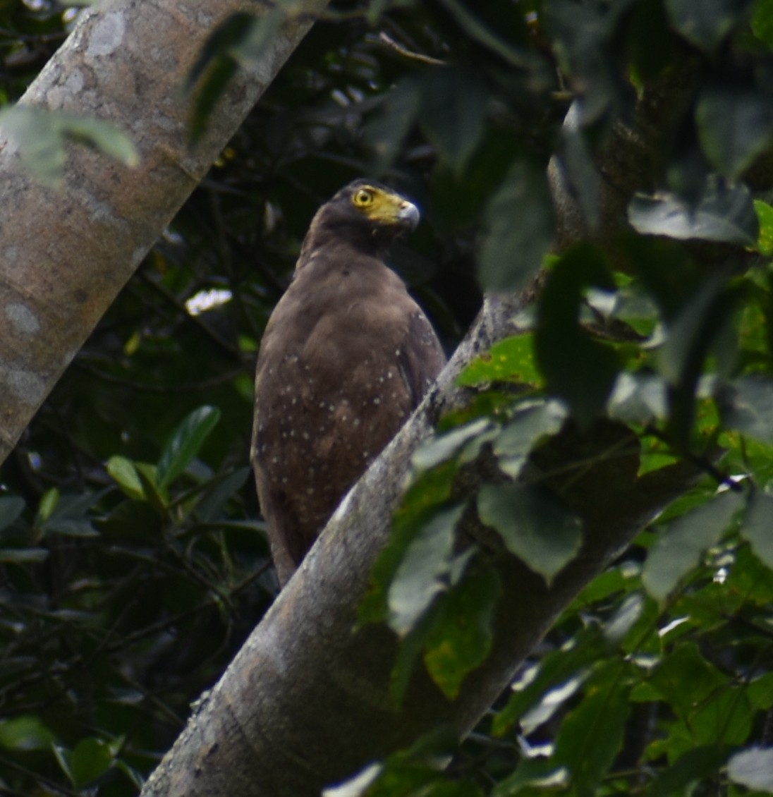 Crested Serpent-Eagle - ML388699241