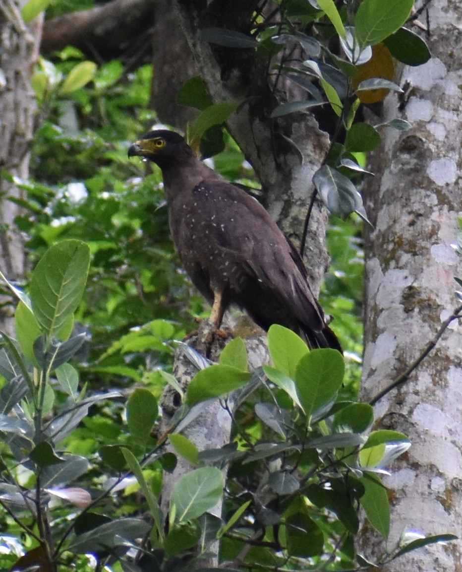Crested Serpent-Eagle - ML388699251