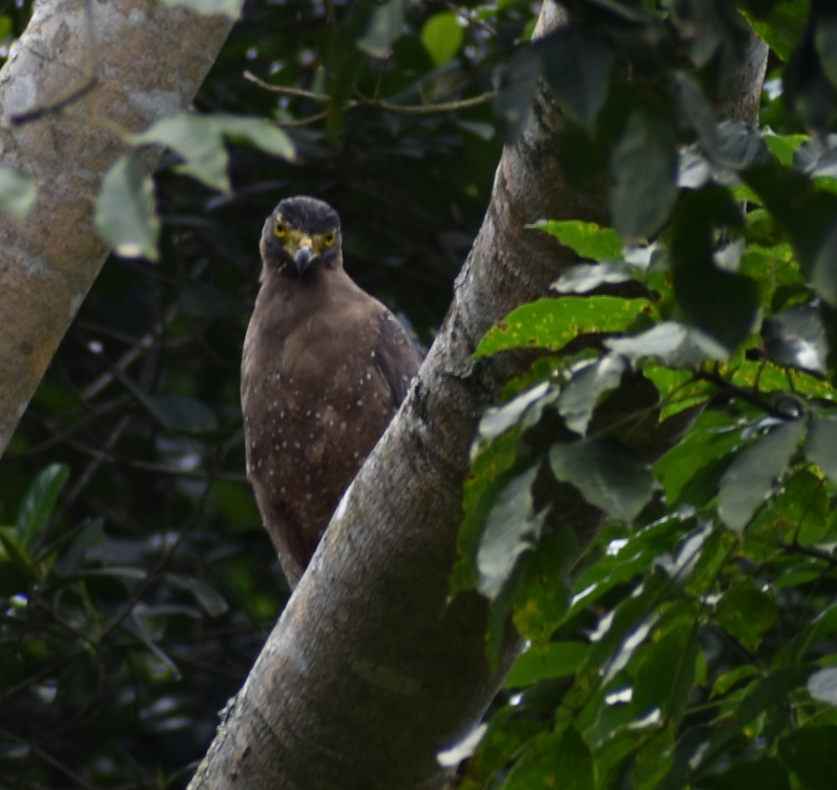 Crested Serpent-Eagle - ML388699261