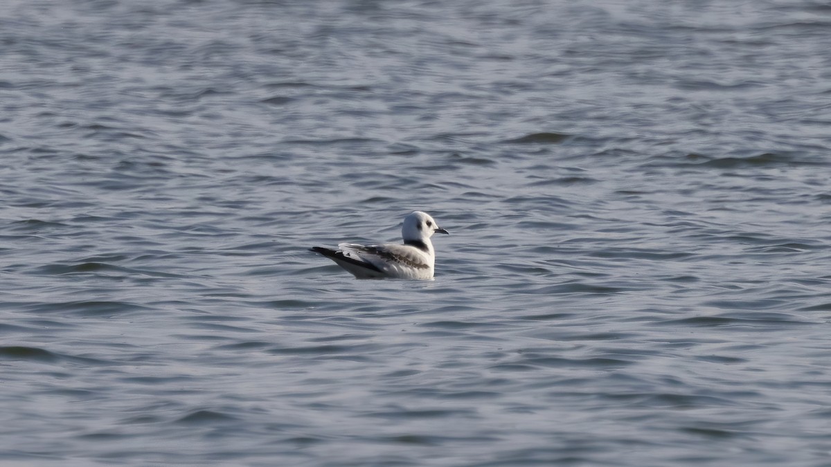 Mouette tridactyle - ML388699631