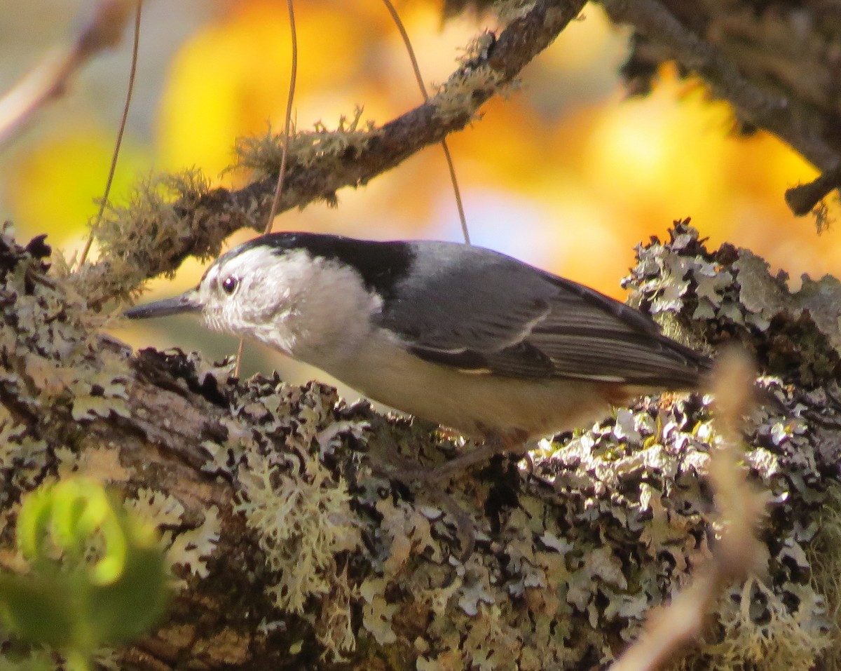 White-breasted Nuthatch - ML388700431
