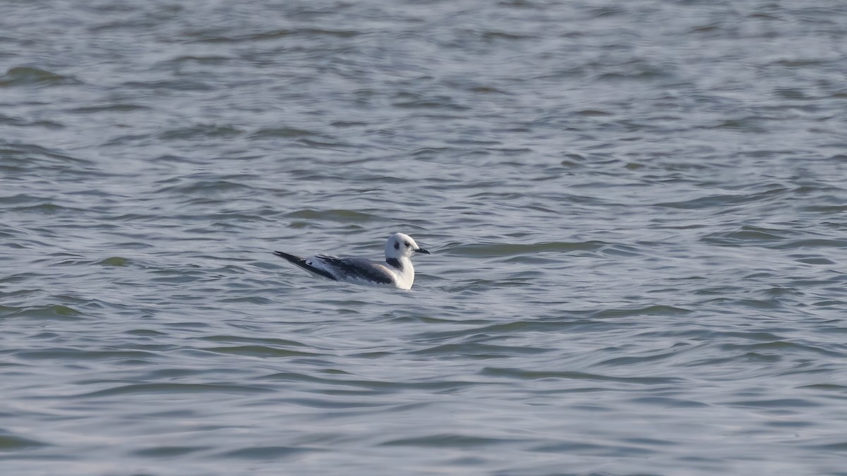 Mouette tridactyle - ML388701011