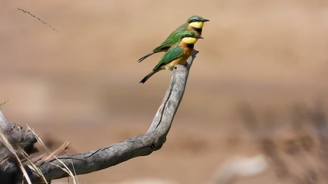 Little Bee-eater - ML388705751