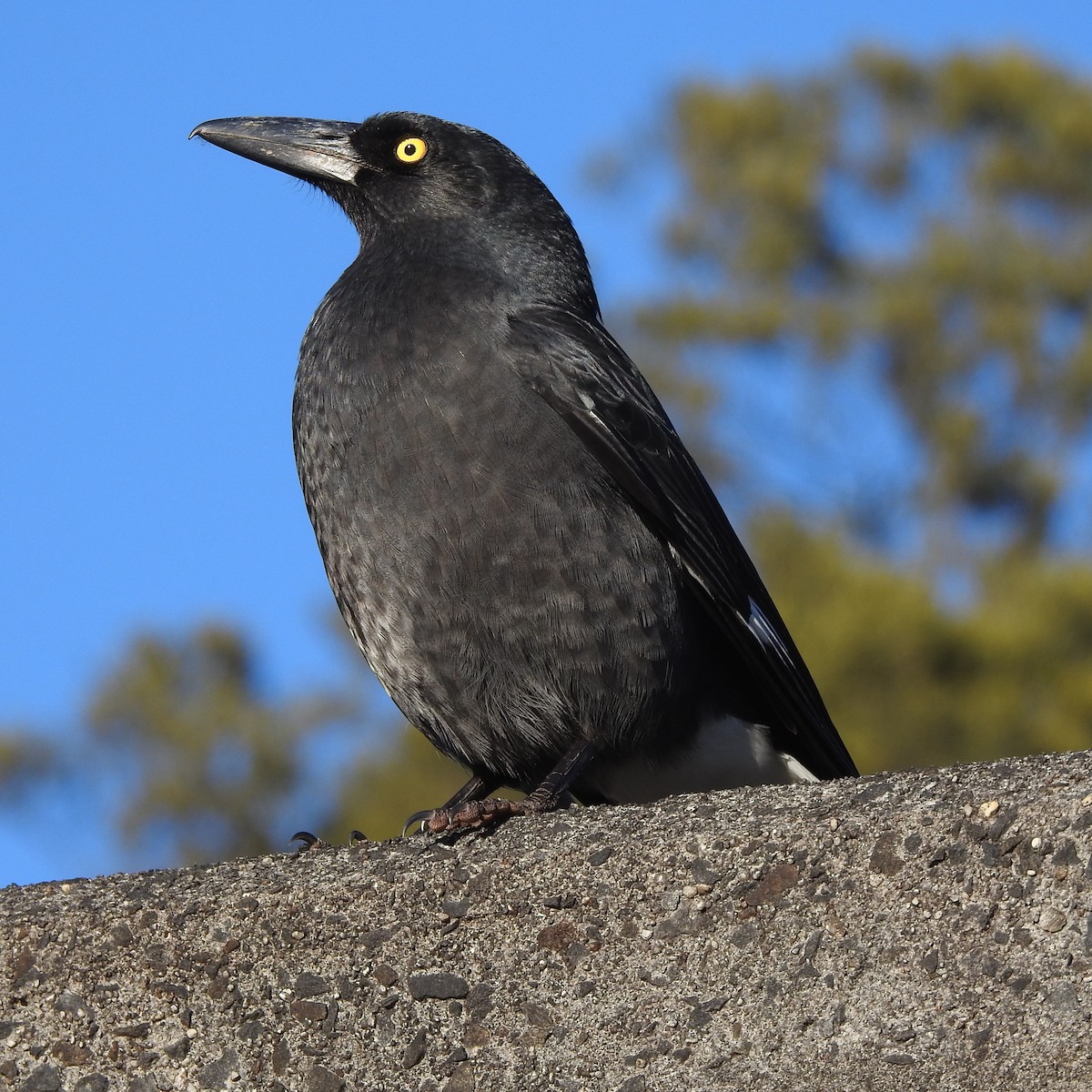 Pied Currawong - ML388708121