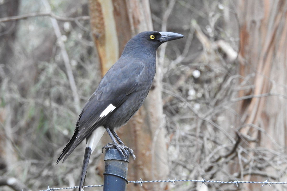 Pied Currawong - ML388708131