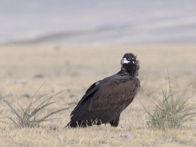 Breeding habitat; Altai Republic, Russia.&nbsp; - Cinereous Vulture - 