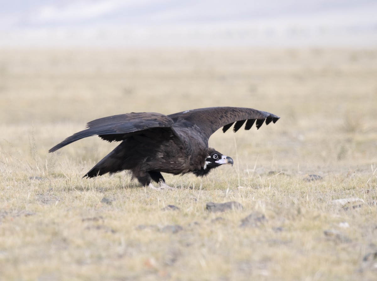 Cinereous Vulture - ANASTASIYA SAMOKHINA