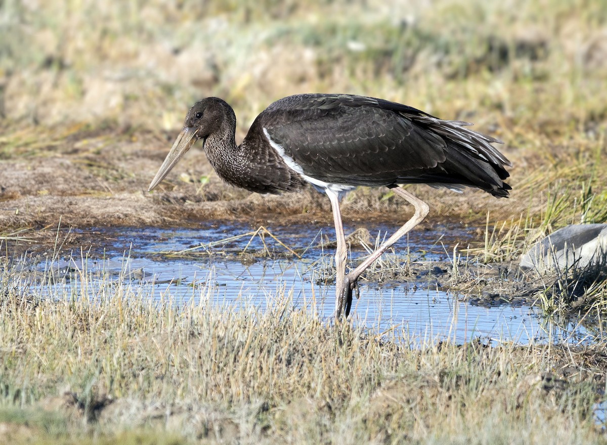 Black Stork - ANASTASIYA SAMOKHINA