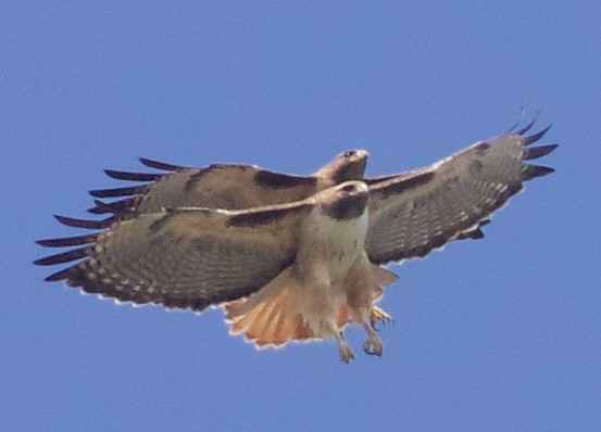 Red-tailed Hawk - ML38872141