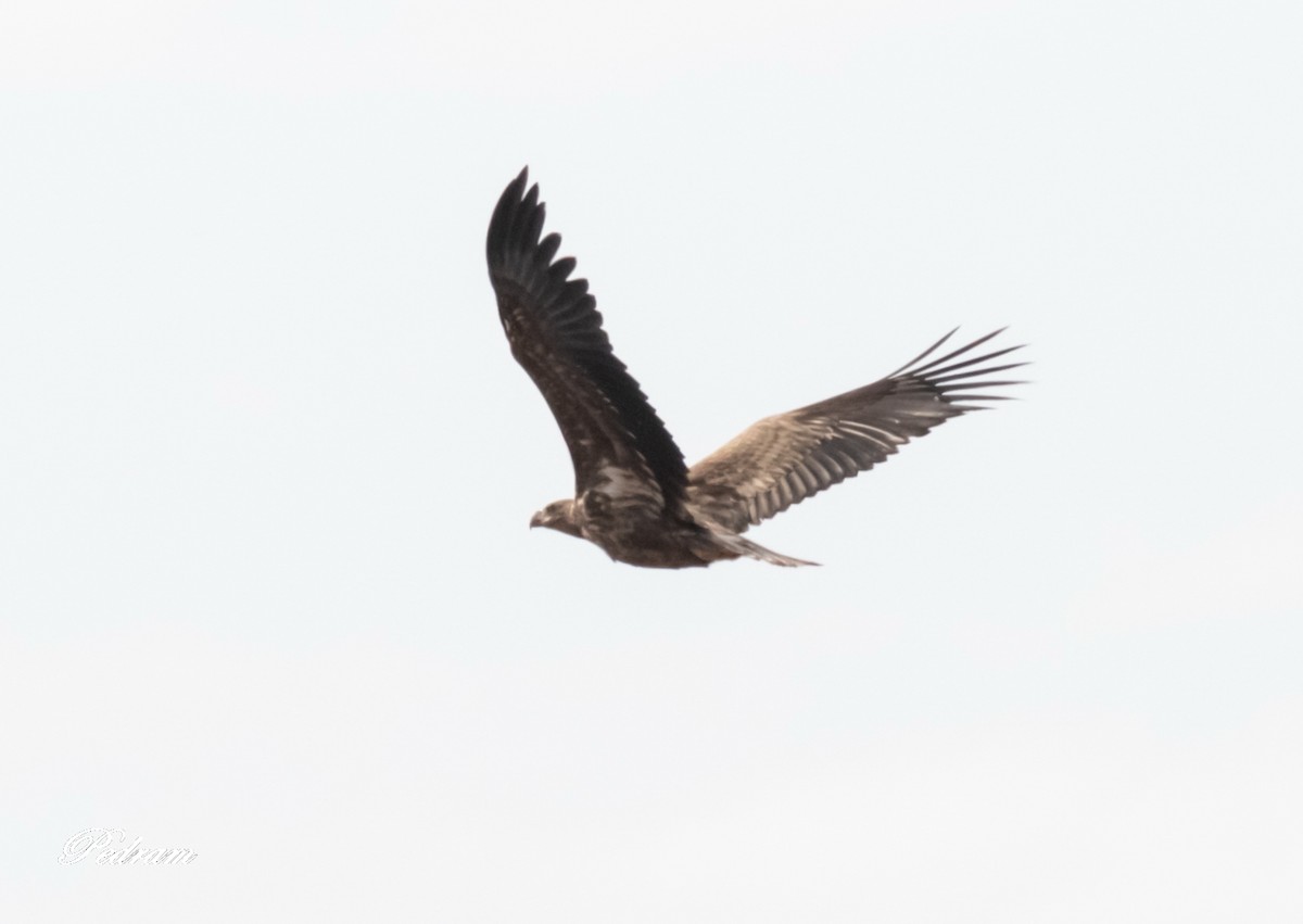 White-tailed Eagle - Pedram Khalili