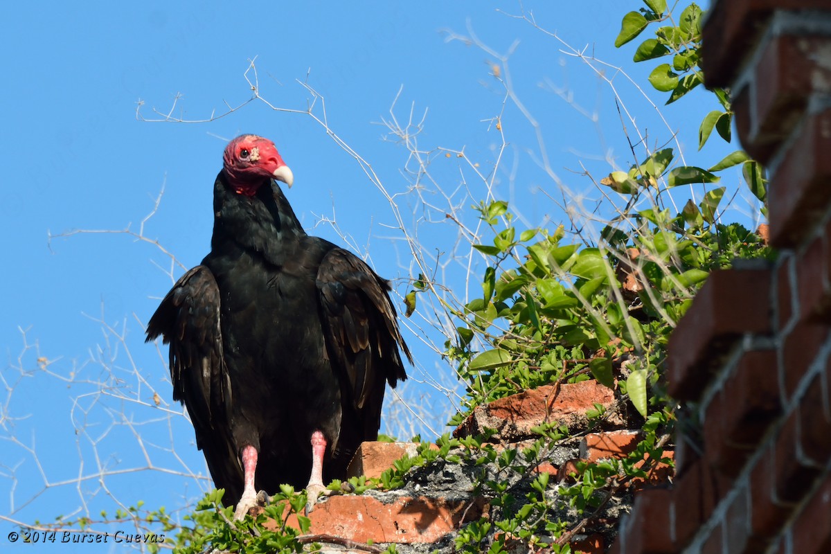 Turkey Vulture - Jose R. Burset