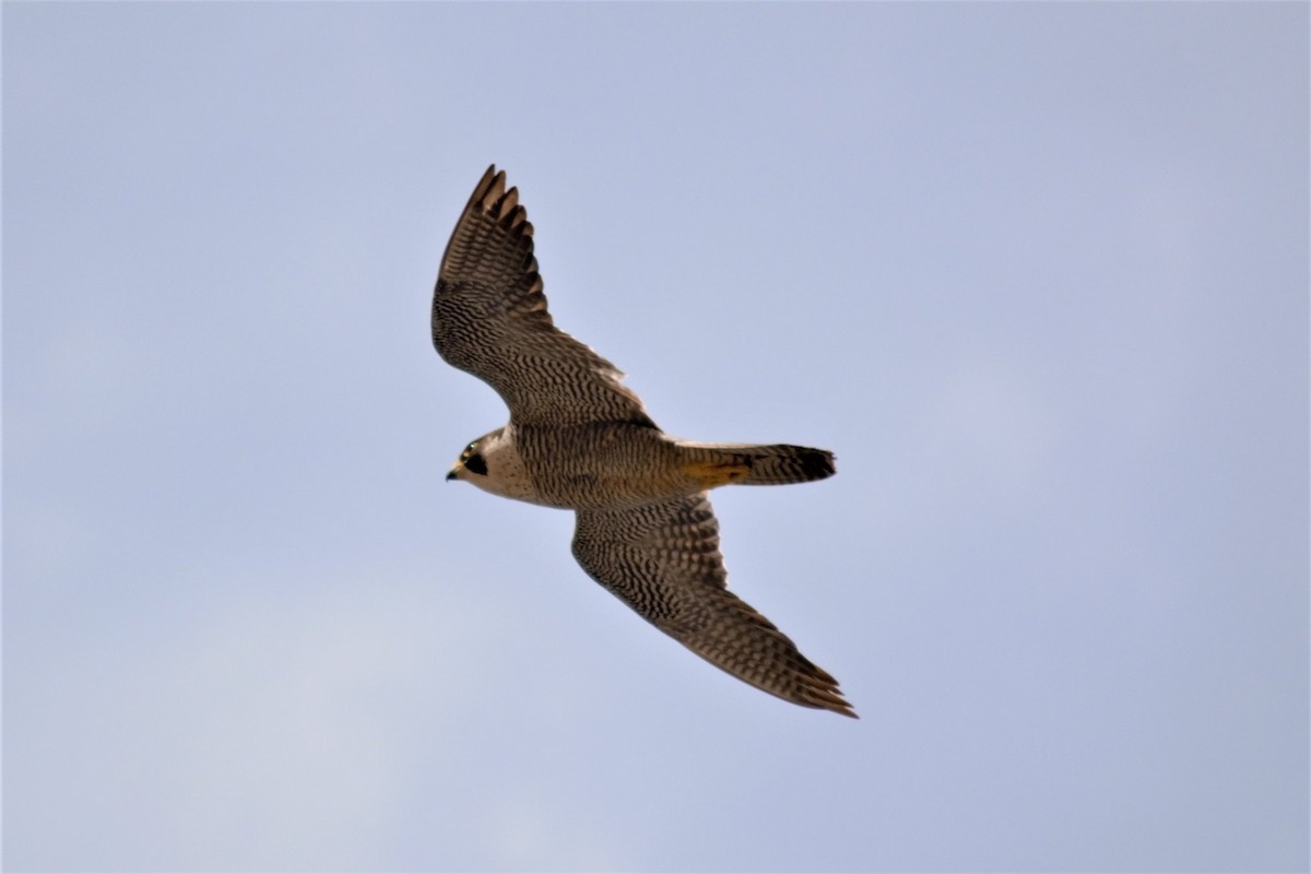 Peregrine Falcon (Mediterranean) - ML388730051