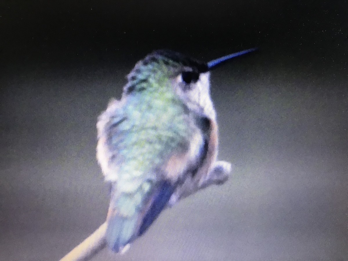 Rufous Hummingbird - kurt garver