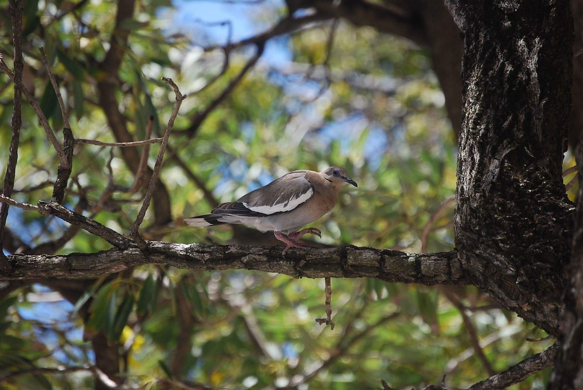 White-winged Dove - Andrew Simon