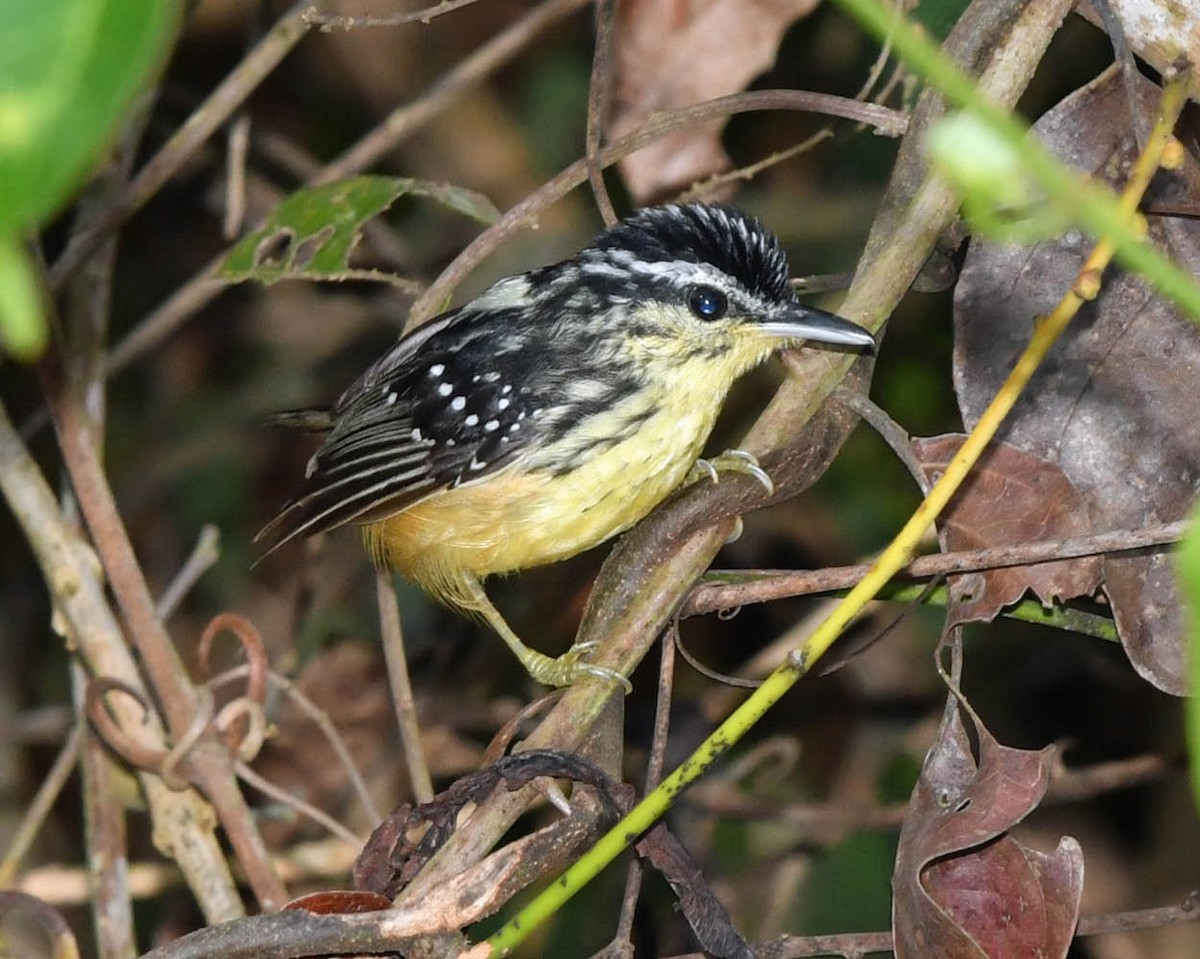 Yellow-breasted Warbling-Antbird - ML388734581