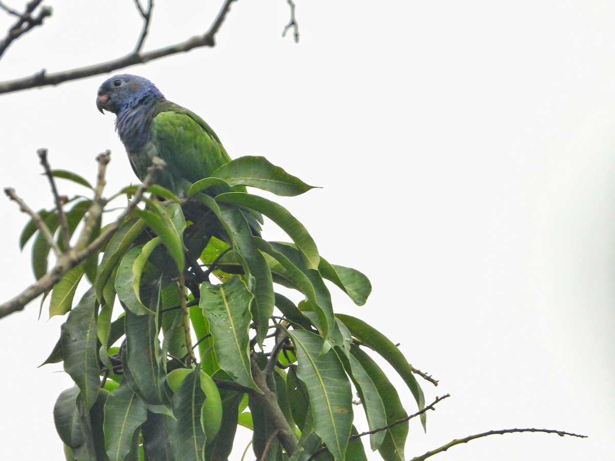 Blue-headed Parrot - ML388736341