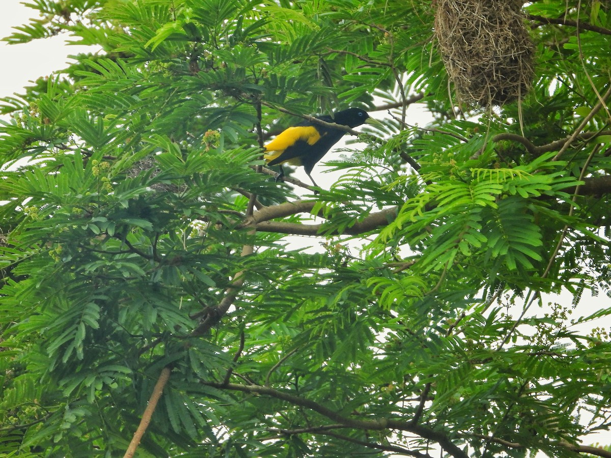Yellow-rumped Cacique - ML388736561