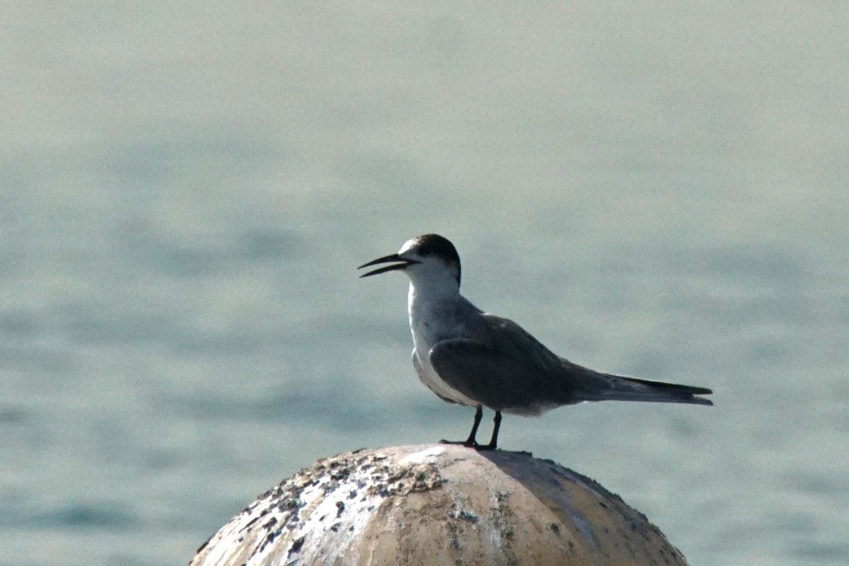 セグロアジサシ マミジロアジサシ Ebird