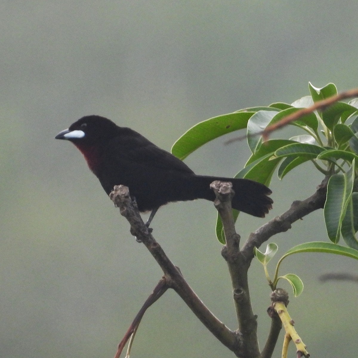 Silver-beaked Tanager - ML388739051