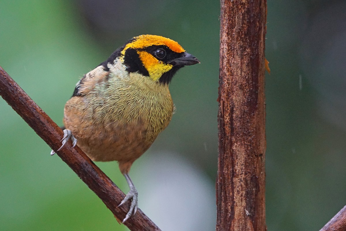 Flame-faced Tanager - Michael Smith