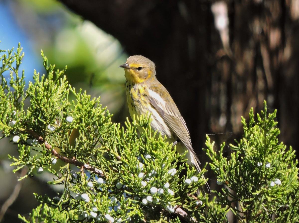 Cape May Warbler - ML38873941
