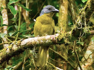  - Green-breasted Bushshrike