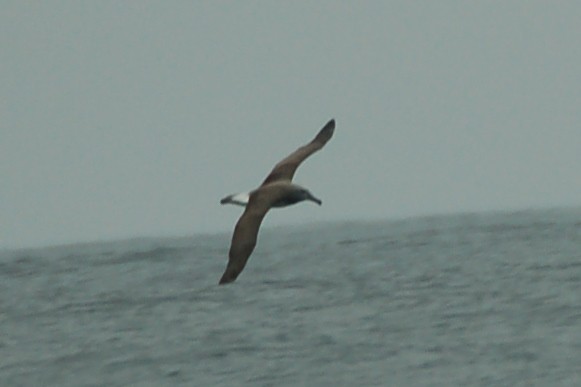 albatros snarský - ML388742421