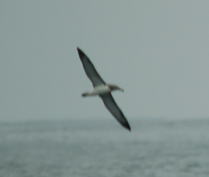 Salvin's Albatross - ML388742431