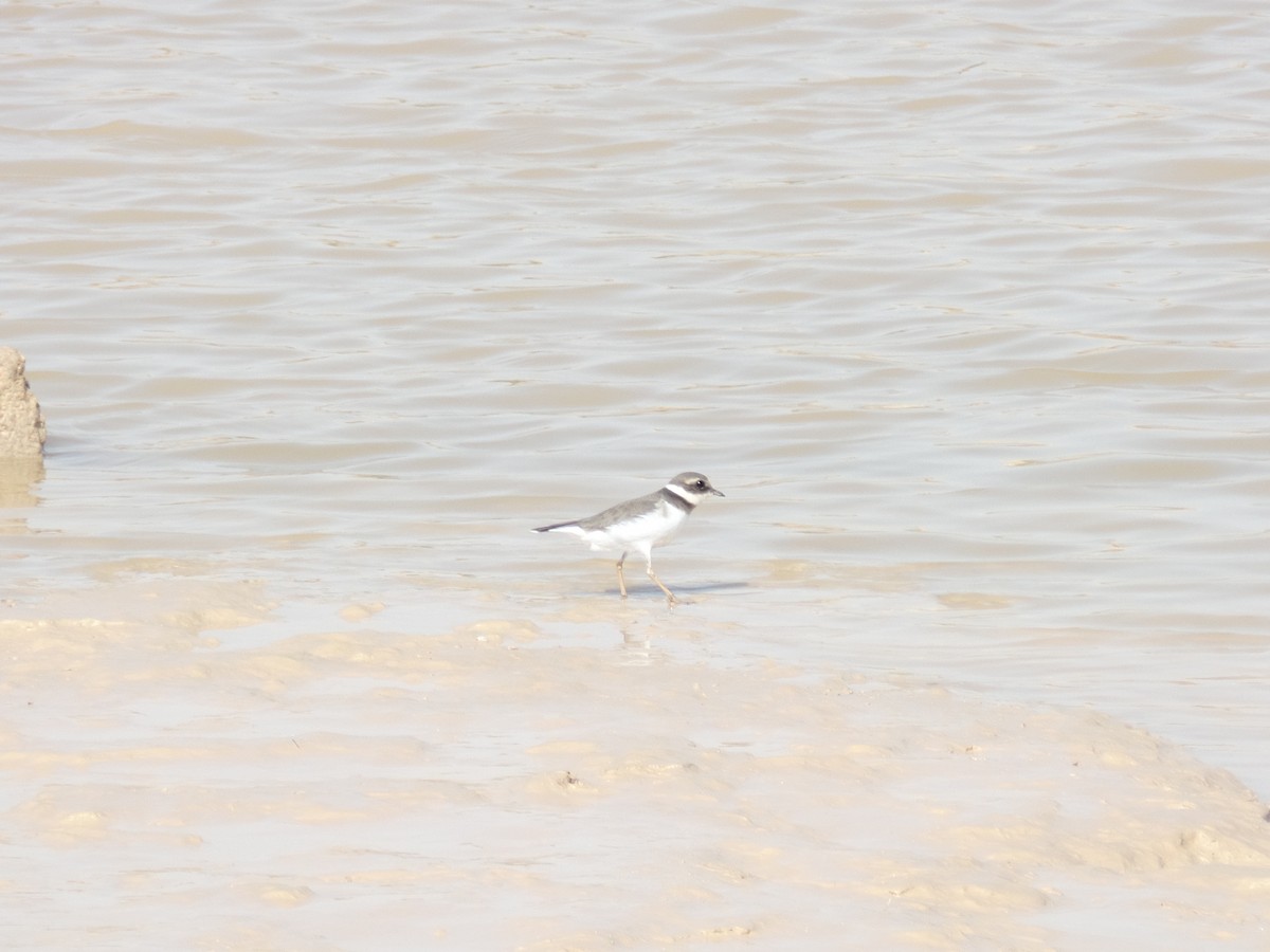 Common Ringed Plover - ML388743081