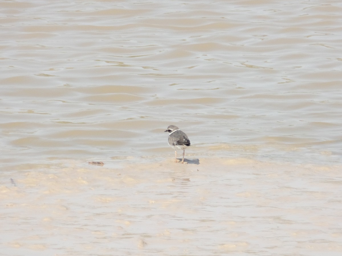 Common Ringed Plover - ML388743101