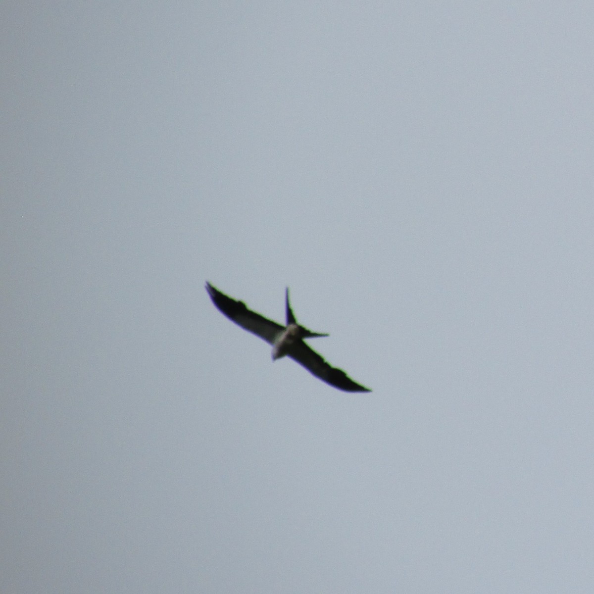 Swallow-tailed Kite - Hector Cadena