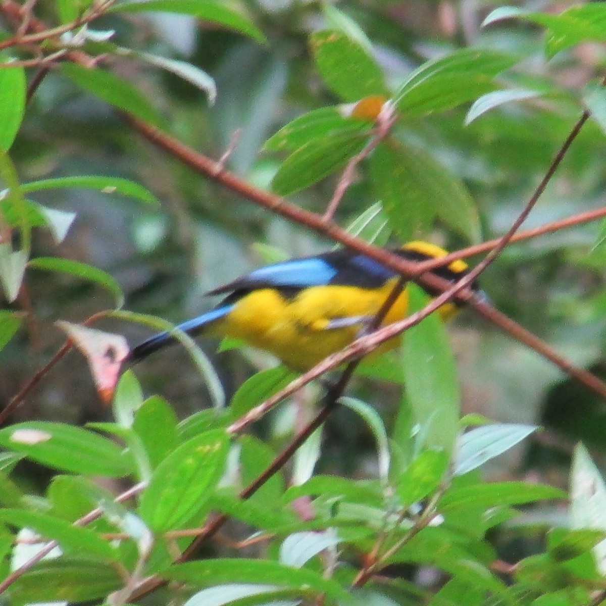 Blue-winged Mountain Tanager - Hector Cadena