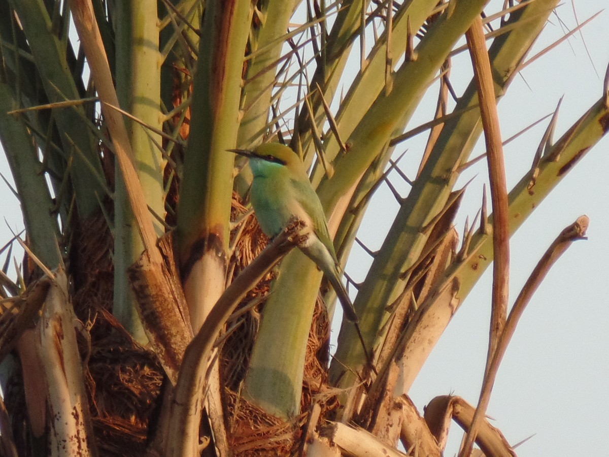 Asian Green Bee-eater - ML388746961