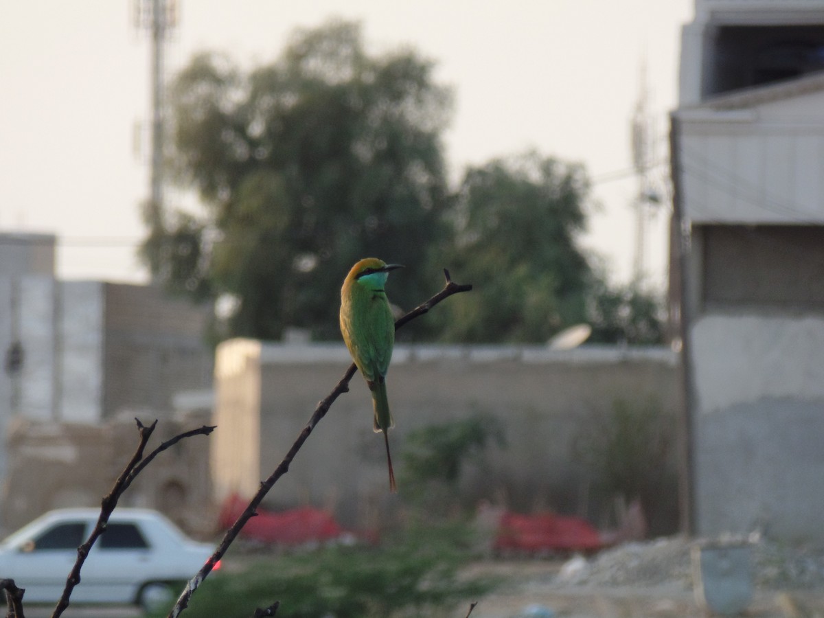Asian Green Bee-eater - ML388746971