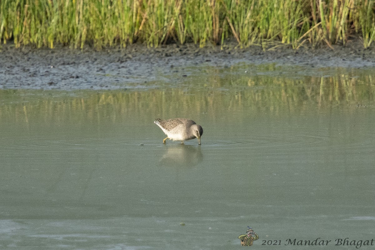 Long-billed Dowitcher - ML388748311
