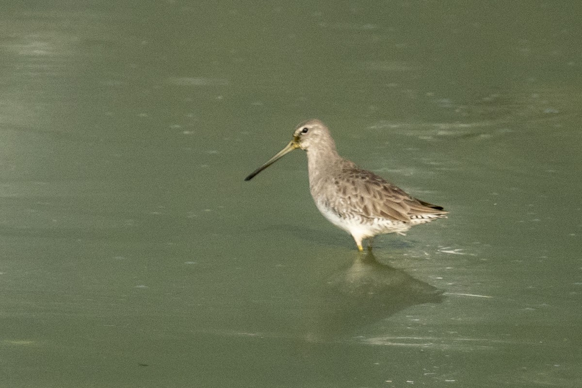 Long-billed Dowitcher - ML388748321