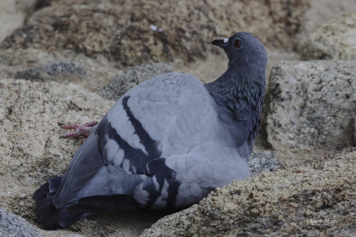 Rock Pigeon (Feral Pigeon) - Francisco J. Ordonez M.
