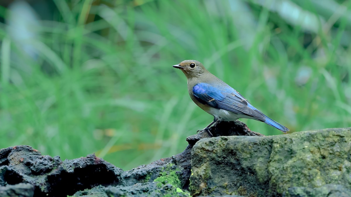 Blue-and-white Flycatcher - ML388748871