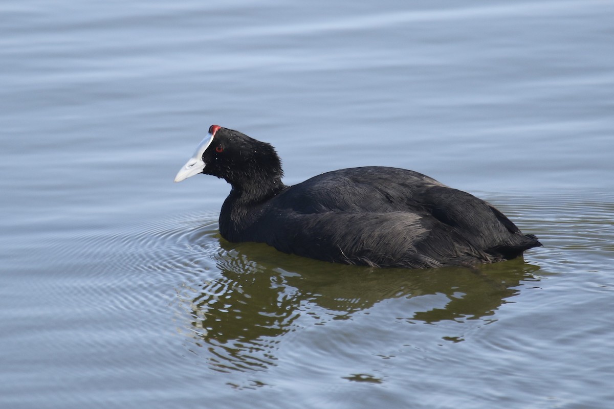 Red-knobbed Coot - ML388751491