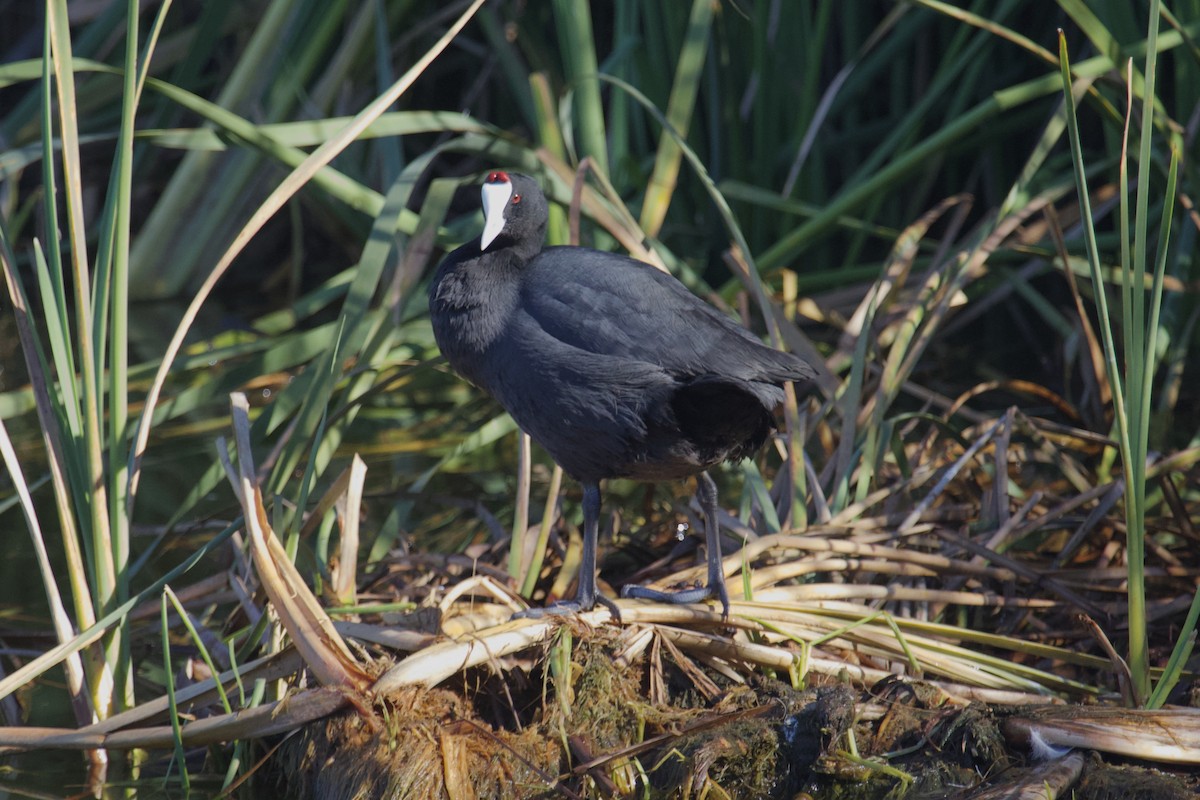 Red-knobbed Coot - ML388751501