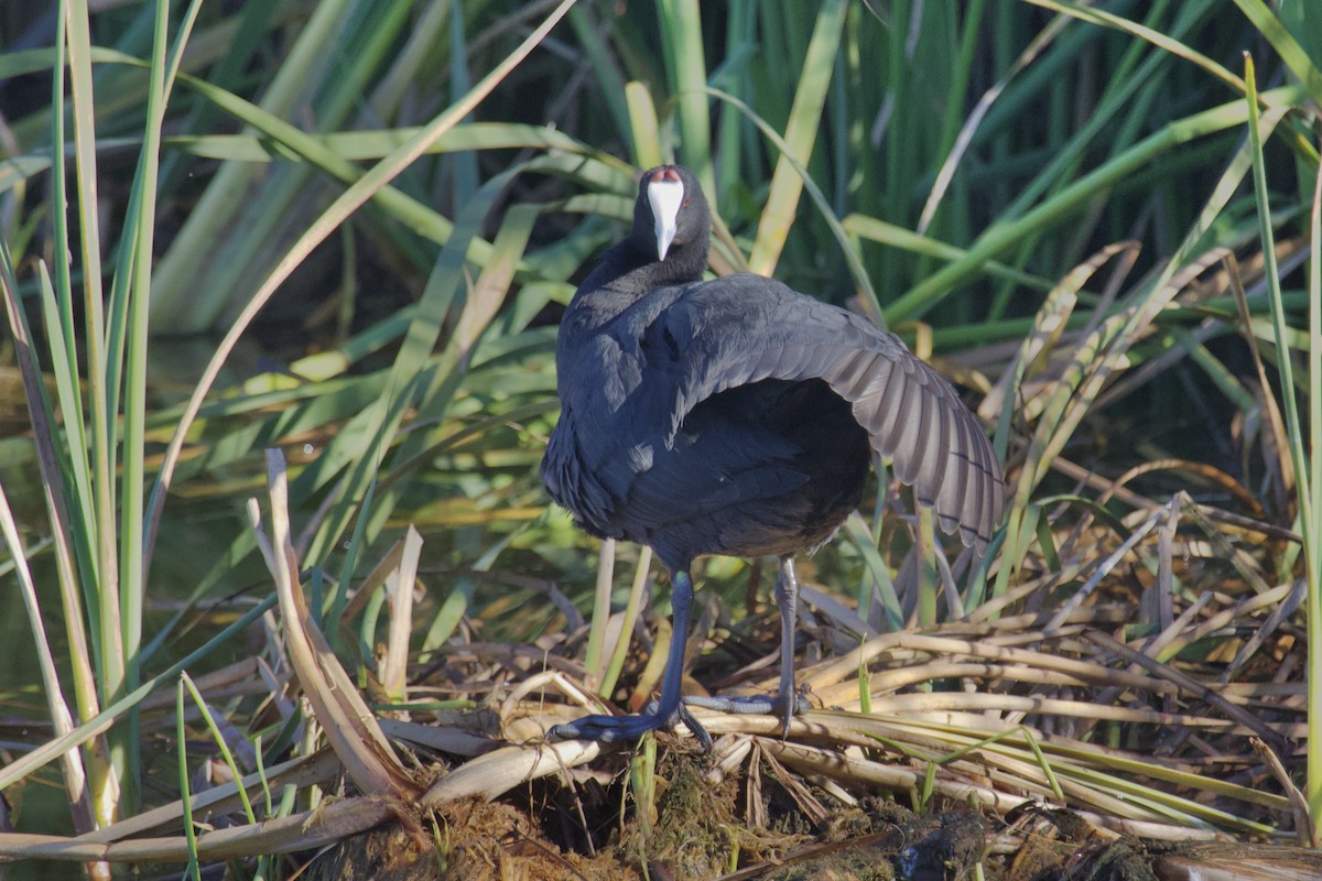 Red-knobbed Coot - ML388751511